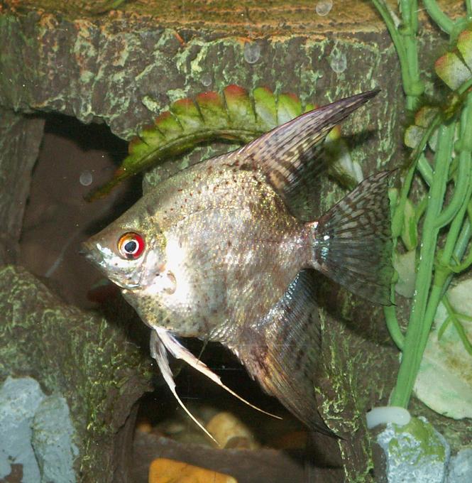 freshwater fish - pterophyllum sp. - gold veil angel stocking in 110 gallons tank - Angelfish