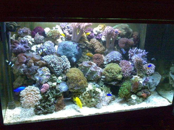 100 gallons reef tank (mostly live coral and fish) - 1