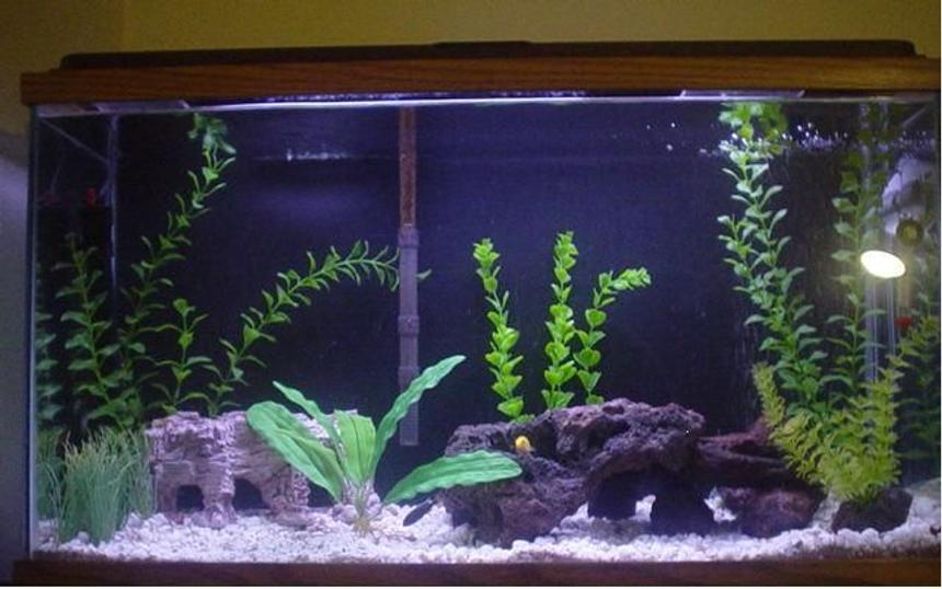 Rated #2111: 29 Gallons Freshwater Fish Tank - 29H work in progress standard 20w light/hood tetra whisper power filter couple of decor. red lava rock and assorted fake plants 2 electric yellow, 2 acei, 1 pleco, 1 upside-down catfish