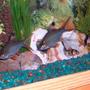fish tank picture - My 2 Tin Foil Barbs and my 2 clown loaches.