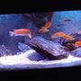 freshwater fish tank (mostly fish and non-living decorations) - My Mbuna tank