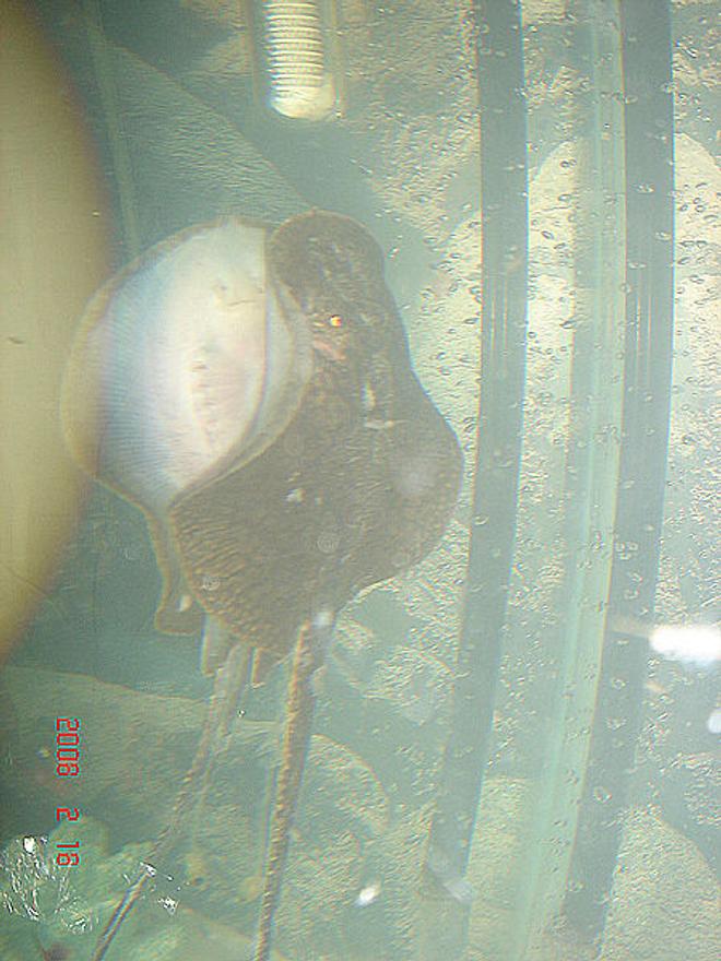 saltwater fish - urobatis halleri - round stingray - reticulating stingray