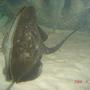 saltwater fish - urobatis halleri - round stingray - ray