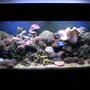 120 gallons reef tank (mostly live coral and fish) - 120 gal reef