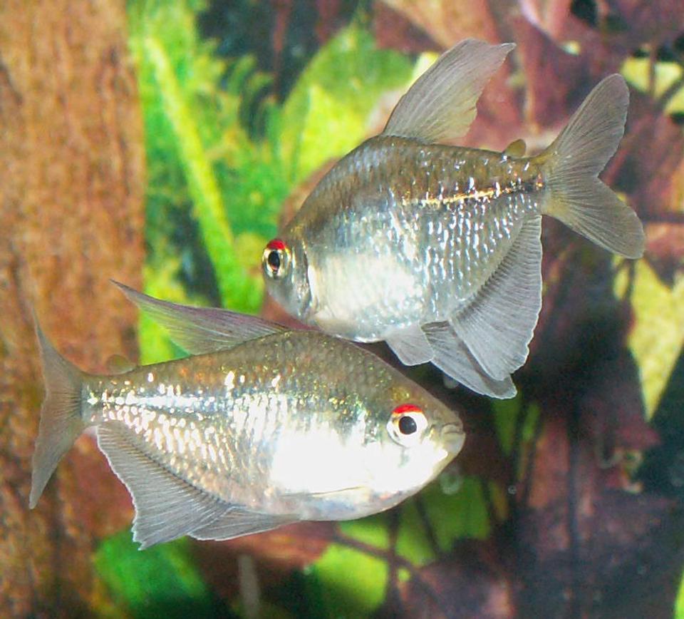 freshwater fish - moenkhausia pittieri - diamond tetra stocking in 110 gallons tank - Diamond Tetras