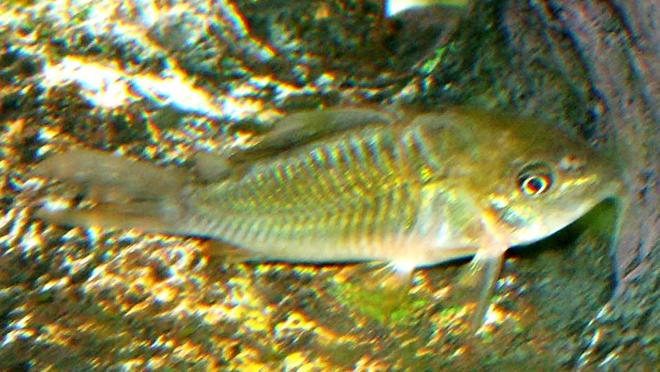 freshwater fish - brochis splendens - emerald green cory cat stocking in 110 gallons tank - Emerald Cory