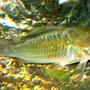 freshwater fish - brochis splendens - emerald green cory cat stocking in 110 gallons tank - Emerald Cory