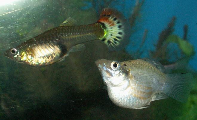 freshwater fish - poecilia latipinna - balloon molly stocking in 110 gallons tank - Guppy and White Balloon Molly