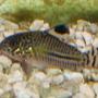 freshwater fish - corydoras sp. - false julii cory cat stocking in 110 gallons tank - Loepard Cory