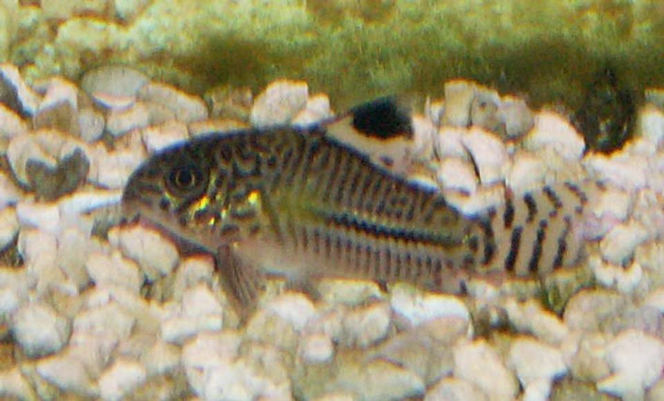 freshwater fish - corydoras sp. - false julii cory cat stocking in 110 gallons tank - Loepard Cory