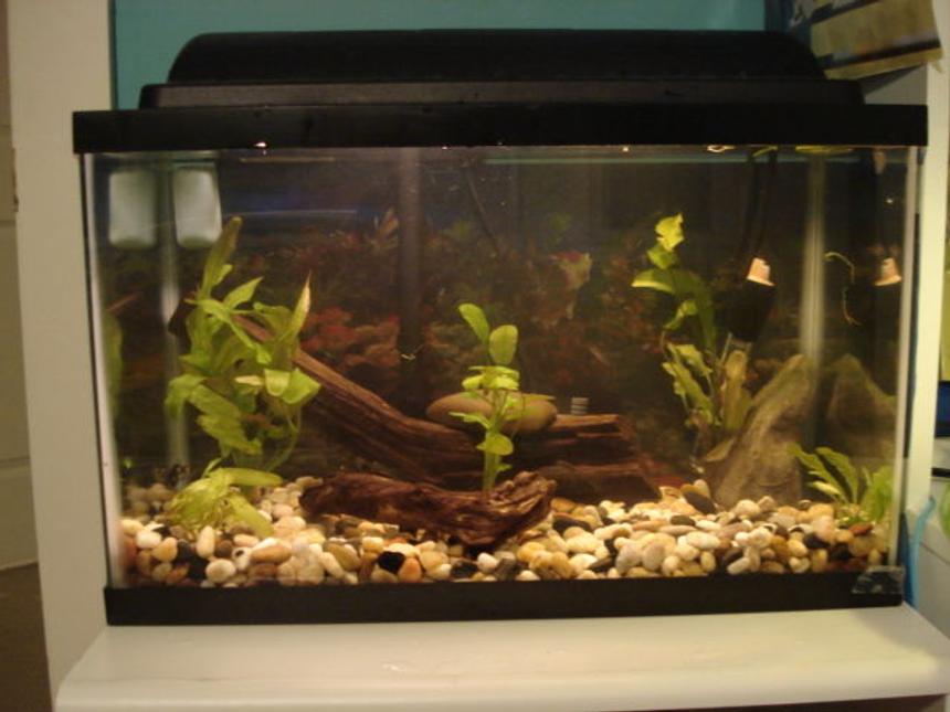 Rated #2157: 10 Gallons Planted Tank - 10 gallons