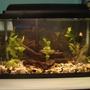 10 gallons planted tank (mostly live plants and fish) - 10 gallons