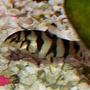 freshwater fish - schistura mahnerti - salween hillstream loach stocking in 110 gallons tank - Salween Loach