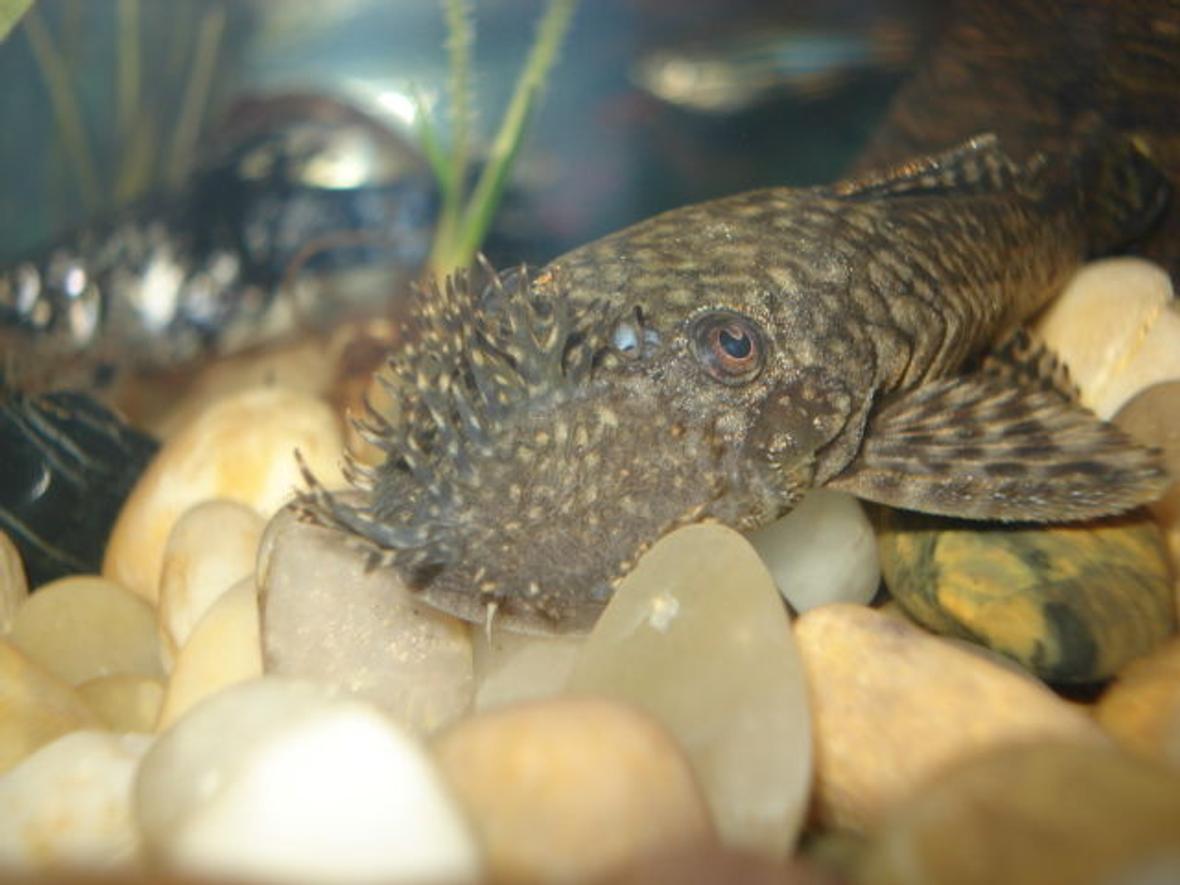 freshwater fish - peckoltia angelicus - angelicus pleco (l-05) stocking in 10 gallons tank - Bristle Nose Pleco