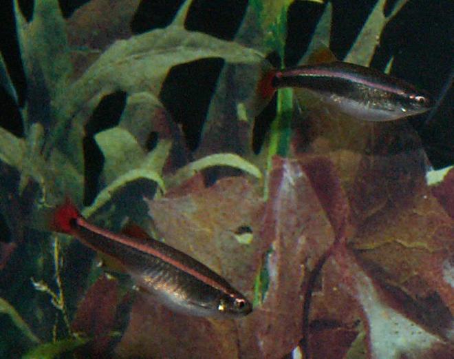 freshwater fish - tanichthys albonubes - long fin white cloud stocking in 110 gallons tank - White Clouds