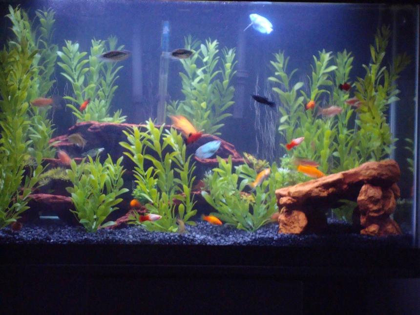 Rated #2352: 29 Gallons Freshwater Fish Tank - Over-stocked and loving it . . .