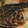 freshwater fish - glyptoperichthys gibbiceps - sailfin pleco (l-83) stocking in 10 gallons tank - Pleco