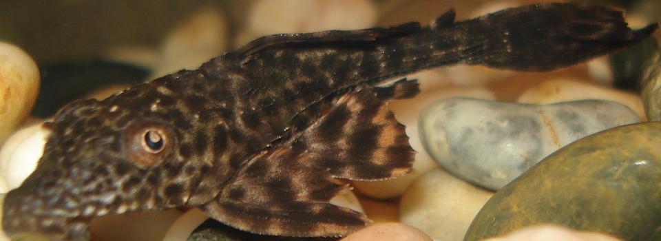 freshwater fish - glyptoperichthys gibbiceps - sailfin pleco (l-83) stocking in 10 gallons tank - Pleco