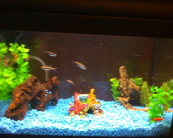 5 gallons freshwater fish tank (mostly fish and non-living decorations) - my daughters first tank