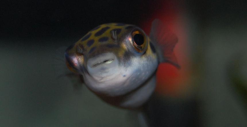 Rated #60: Freshwater Fish - Tetraodon Nigroviridis - Green Spotted Puffer Stocking In 20 Gallons Tank - Green Puffer