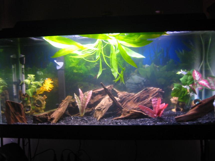 Rated #2251: 30 Gallons Freshwater Fish Tank - front view