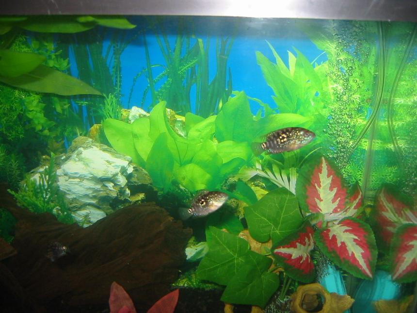 Rated #2115: Freshwater Fish - Thorichthys Meeki - Firemouth Cichlid Stocking In 30 Gallons Tank - brothers
