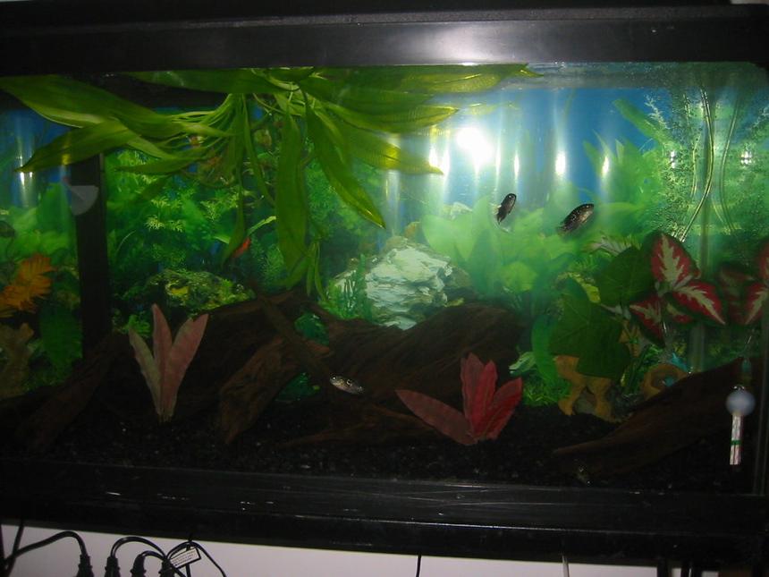 Rated #53: Fish Tank Picture - lights out!