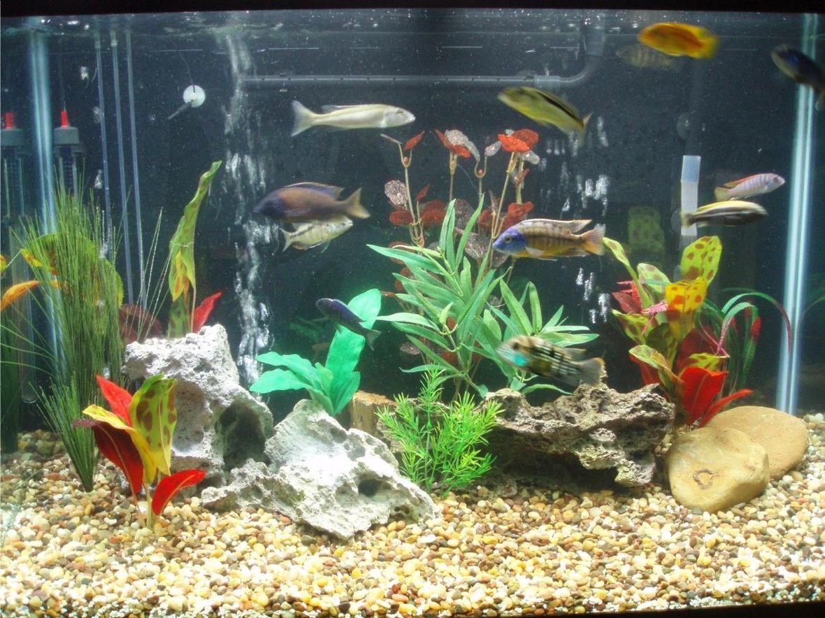 75 gallons freshwater fish tank (mostly fish and non-living decorations) - 65gal African Tank