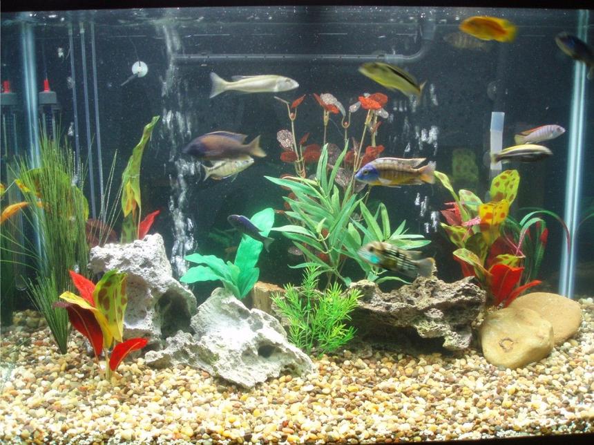 Rated #2733: 75 Gallons Freshwater Fish Tank - 65gal African Tank