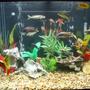 75 gallons freshwater fish tank (mostly fish and non-living decorations) - 65gal African Tank