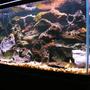 58 gallons freshwater fish tank (mostly fish and non-living decorations) - My 58 gallon Malawi cichlid tank