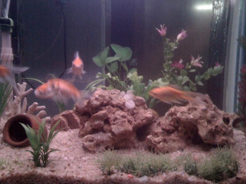 Rated #2178: 45 Gallons Planted Tank - my new tank...