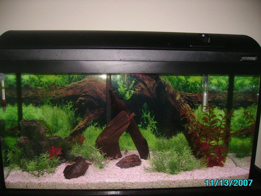 Rated #1701: 25 Gallons Freshwater Fish Tank - 25 Gallon Waterhome Tank
2 rocks 
1 Red plant
A Few grass plants
3 drift woods
Fake tree stump