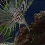 saltwater fish - pterois volitans - volitan lionfish stocking in 45 gallons tank - My Lionfish
