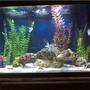 45 gallons saltwater fish tank (mostly fish, little/no live coral) - My 40 Gal Saltwater tank, upgrading to 75 soon!