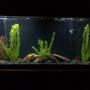 45 gallons freshwater fish tank (mostly fish and non-living decorations) - My 55 gal Oscar tank