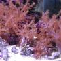 corals inverts - capnella sp. - taro tree coral stocking in 75 gallons tank - Tree coral