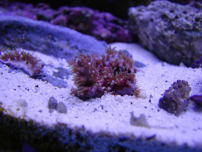 corals inverts - briareum sp. - starburst polyp stocking in 75 gallons tank - Green Star Polyps