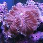 corals inverts - ricordea yuma - ricordea mushroom stocking in 75 gallons tank - Blue Ricordia Mushroom