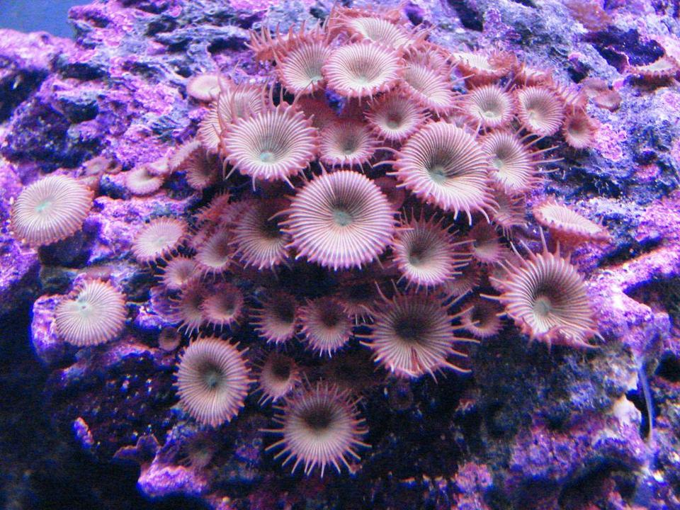 corals inverts - protopalythoa sp. - button polyp stocking in 75 gallons tank - Long Lash Green zoos