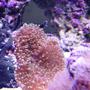 corals inverts - ricordea yuma - ricordea mushroom stocking in 75 gallons tank - Ricordia Mushroom