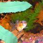 fish tank picture - one of my calico goldfish