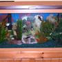 30 gallons freshwater fish tank (mostly fish and non-living decorations) - My 30 gallon freshwater tank.