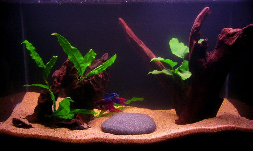 Rated #1929: 10 Gallons Planted Tank - 10 Gallon, 1 male Crowntail Betta, 1 Anubias Nana, 1 Java Fern