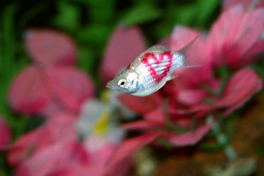 Rated #2413: Freshwater Fish - Poecilia Latipinna - Balloon Molly Stocking In 15 Gallons Tank - my tattooed balloon molly, Esmeralda.