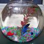 freshwater fish - betta splendens - betta - male stocking in 1 gallon tank - my male betta