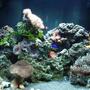 120 gallons reef tank (mostly live coral and fish) - My 24gal Aquapod, 4 months old.