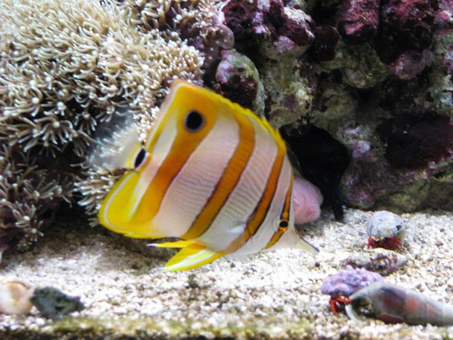 saltwater fish - chelmon rostratus - copperband butterflyfish stocking in 75 gallons tank - Copperband butterfly