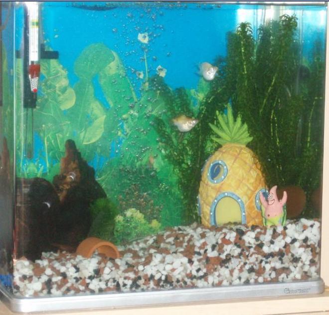 6 gallons planted tank (mostly live plants and fish) - My aquarium now I have got the decor/fish that I want.