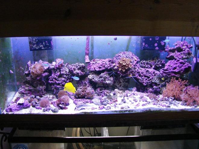 75 gallons reef tank (mostly live coral and fish) - Another Tank Picture